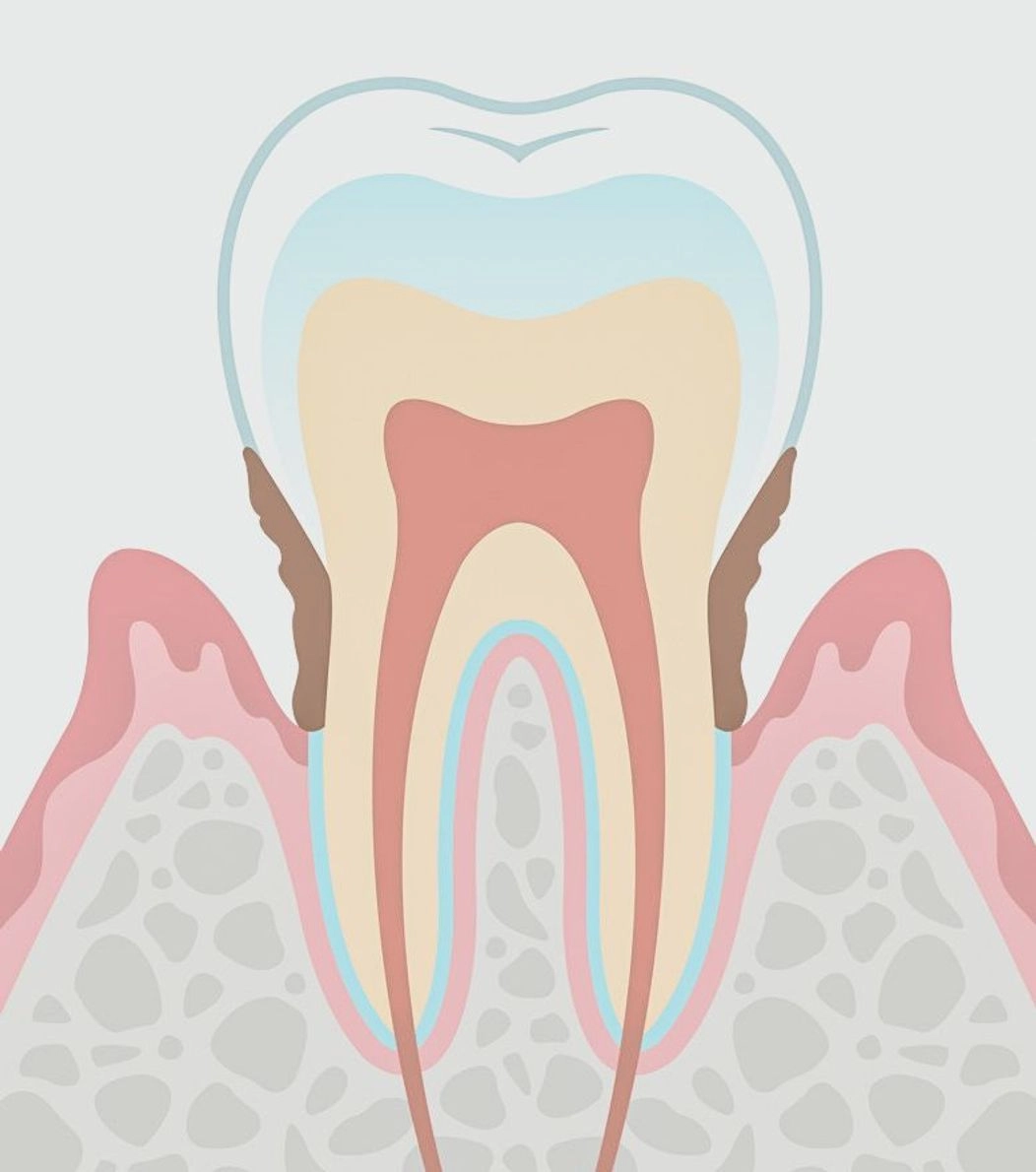 An image of the anatomy of a tooth